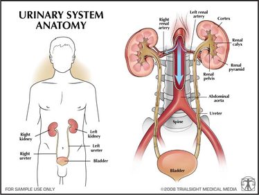 Renal And Urologic System - Senior Body Systems Final Project